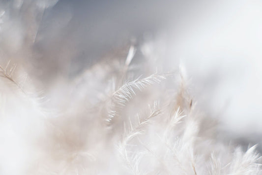 White feathers close up