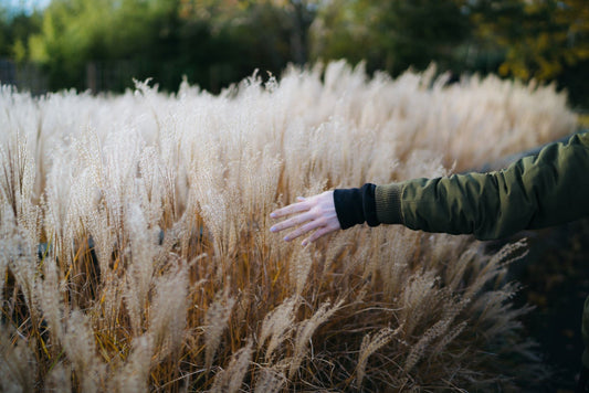 Hand Sweeping Over Wild Grasses