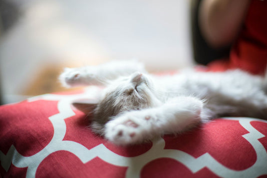 Kitten taking a nap